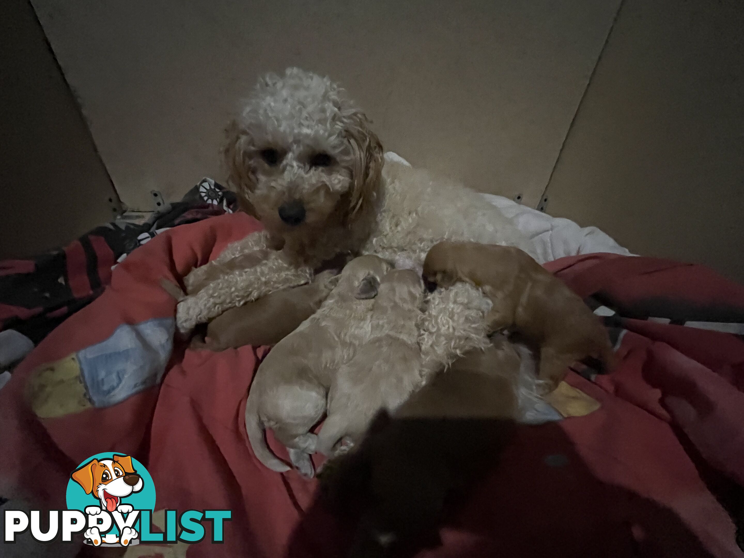 Cavoodle/Spoodle first generation puppies