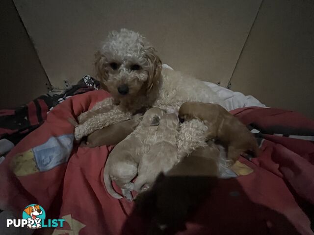 Cavoodle/Spoodle first generation puppies