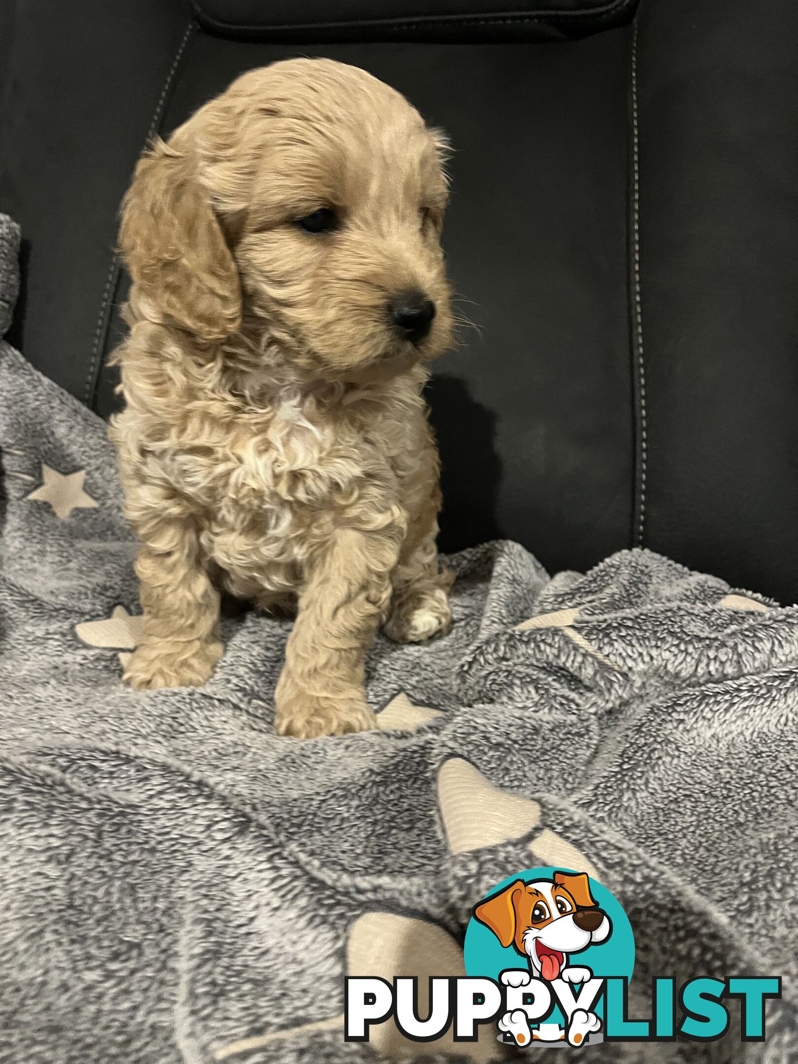 Cavoodle/Spoodle first generation puppies