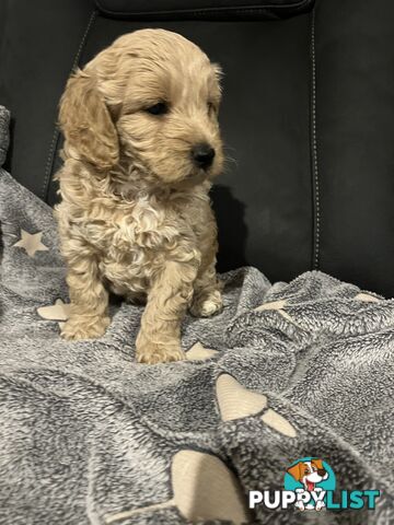 Cavoodle/Spoodle first generation puppies