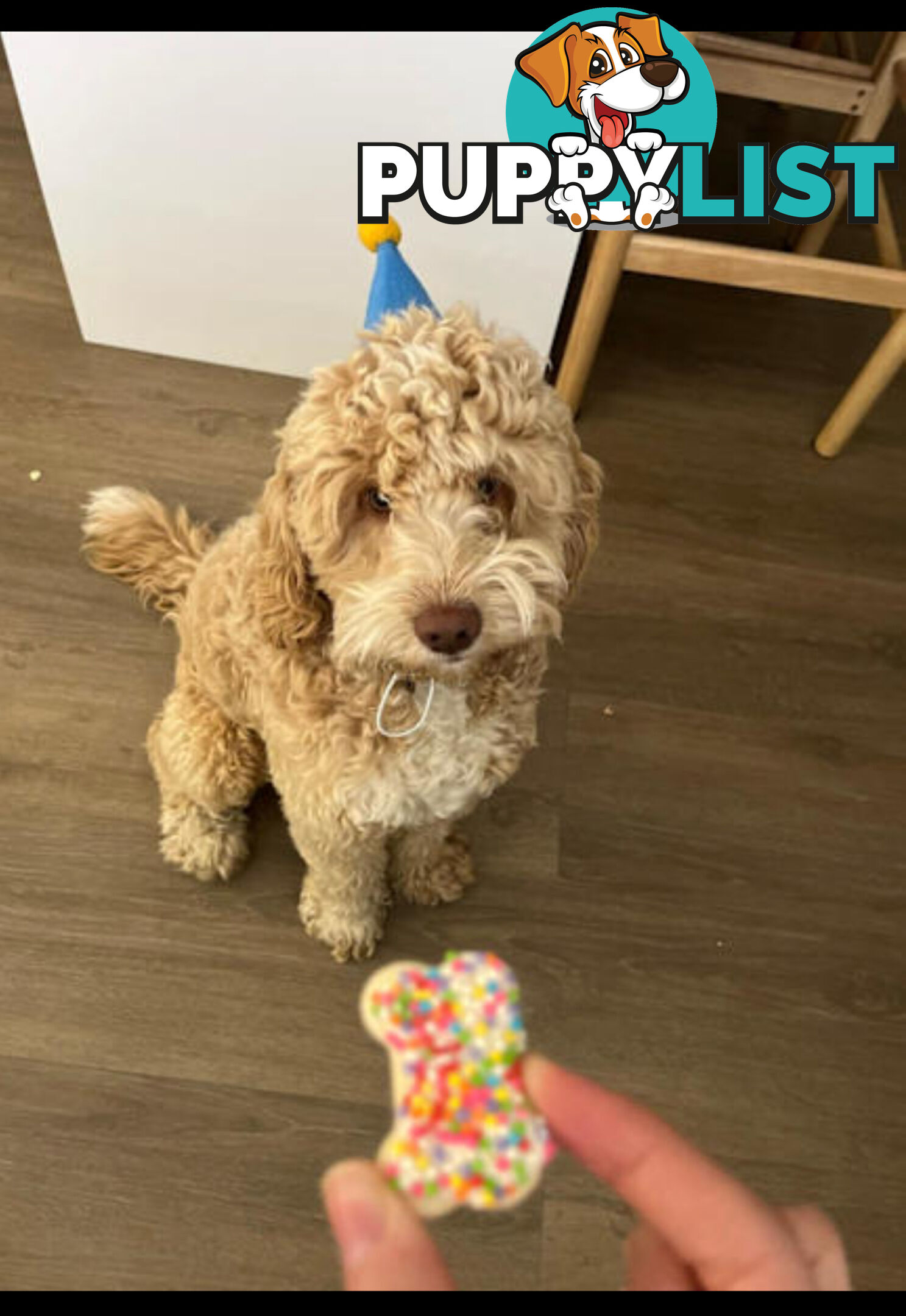 Cavoodle/Spoodle first generation puppies