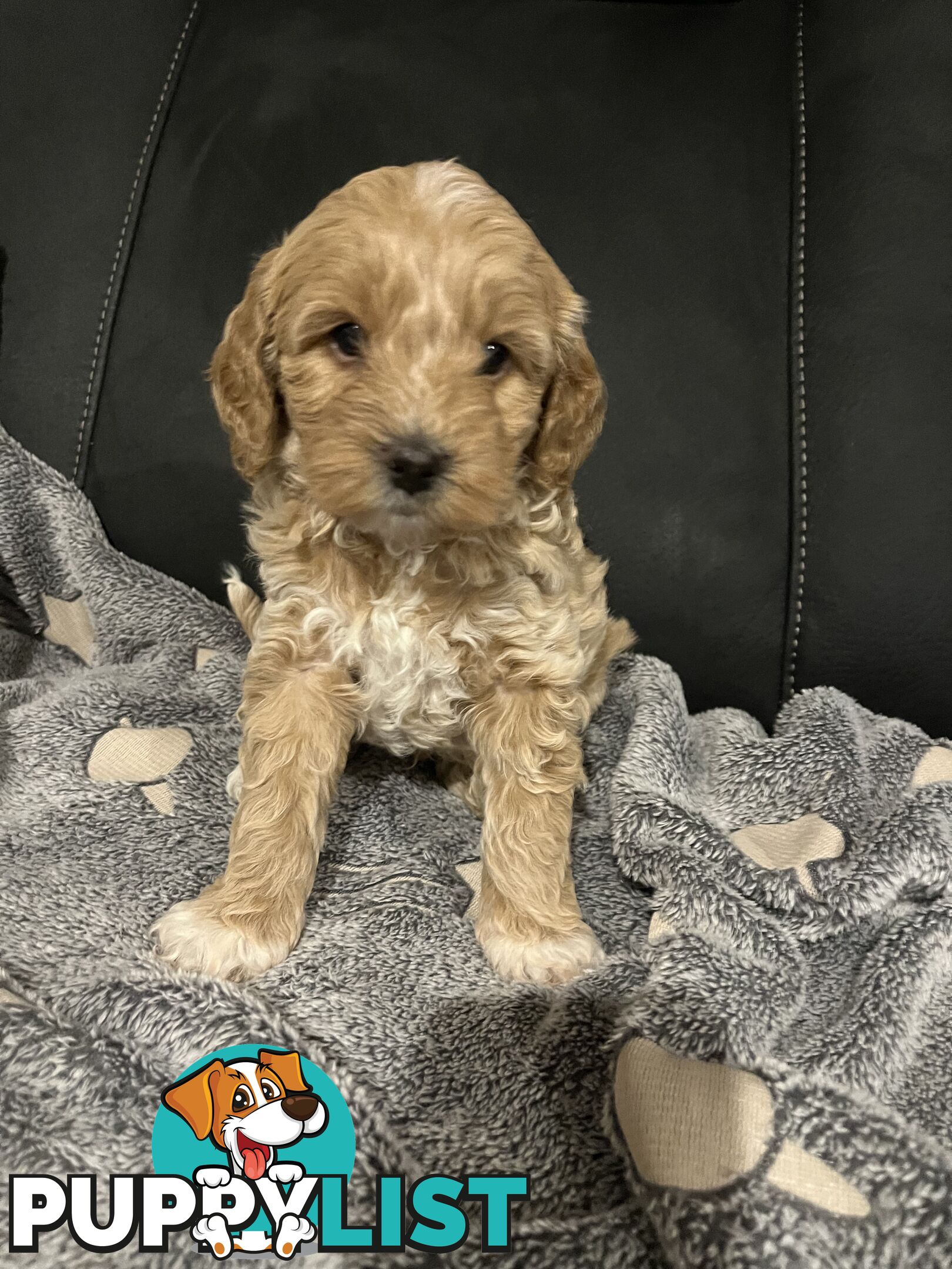 Cavoodle/Spoodle first generation puppies