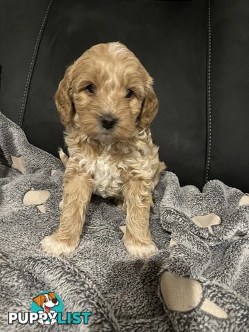 Cavoodle/Spoodle first generation puppies