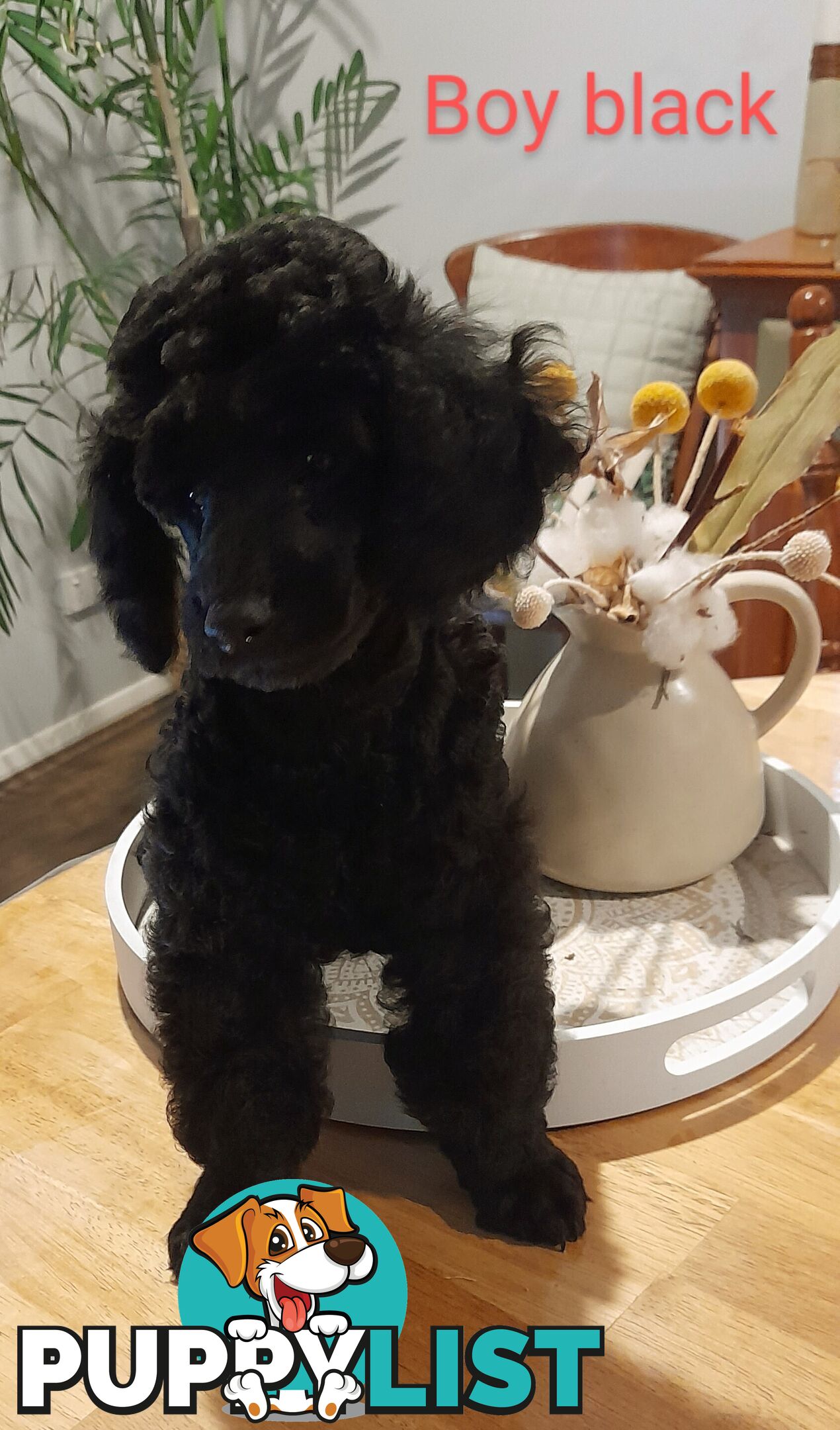 Pure Breed Toy Poodle