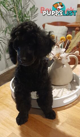 Pure Breed Toy Poodle