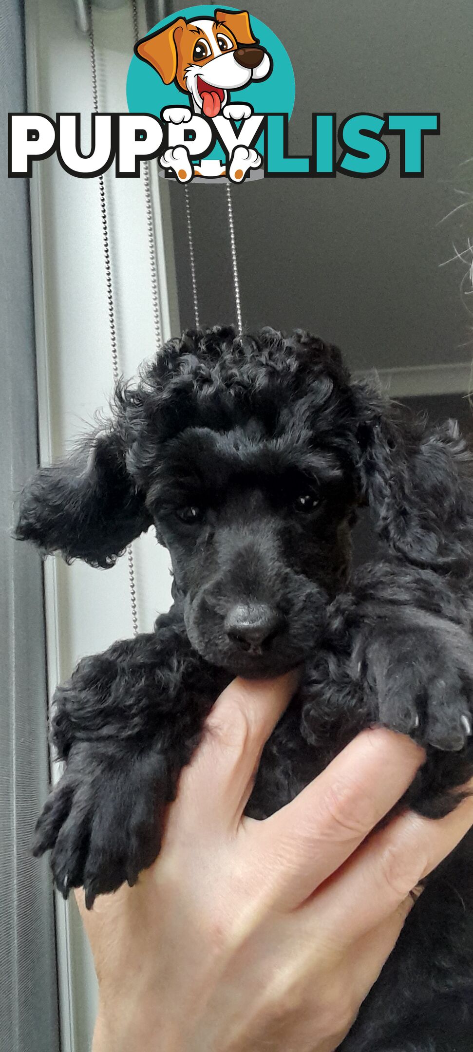 Pure Breed Toy Poodle