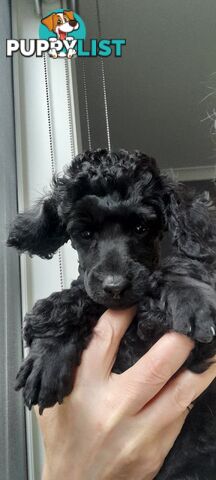 Pure Breed Toy Poodle