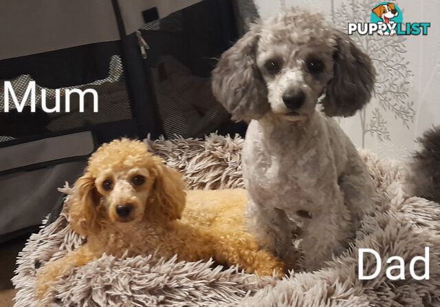 Pure Breed Toy Poodle