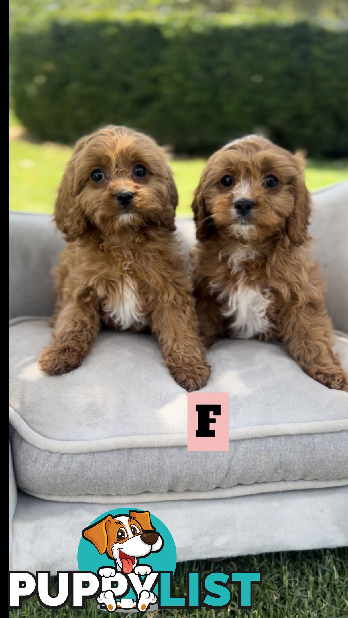 Red cavoodles