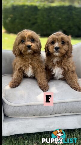 Red cavoodles