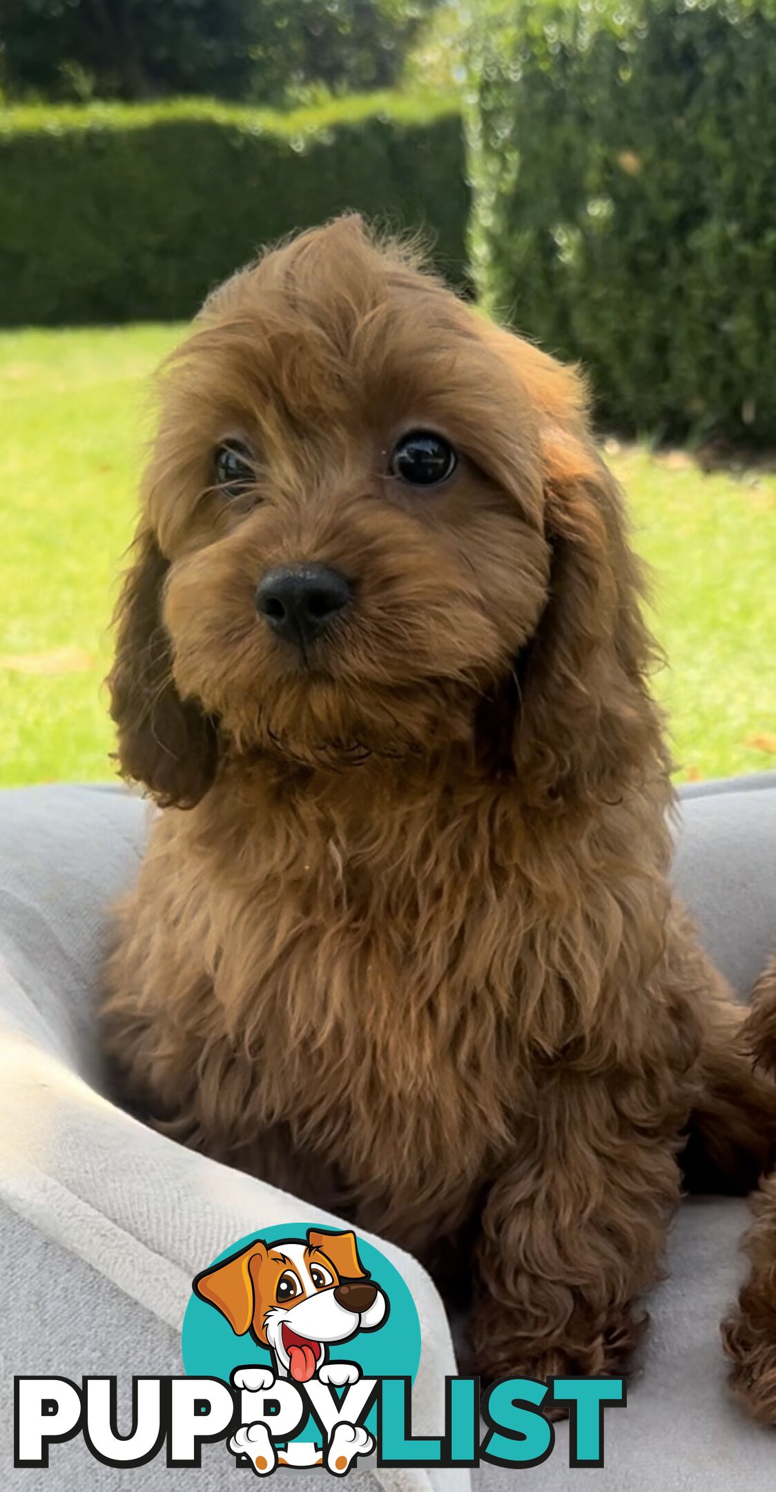 Red cavoodles