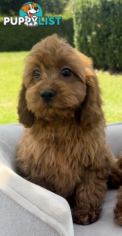 Red cavoodles