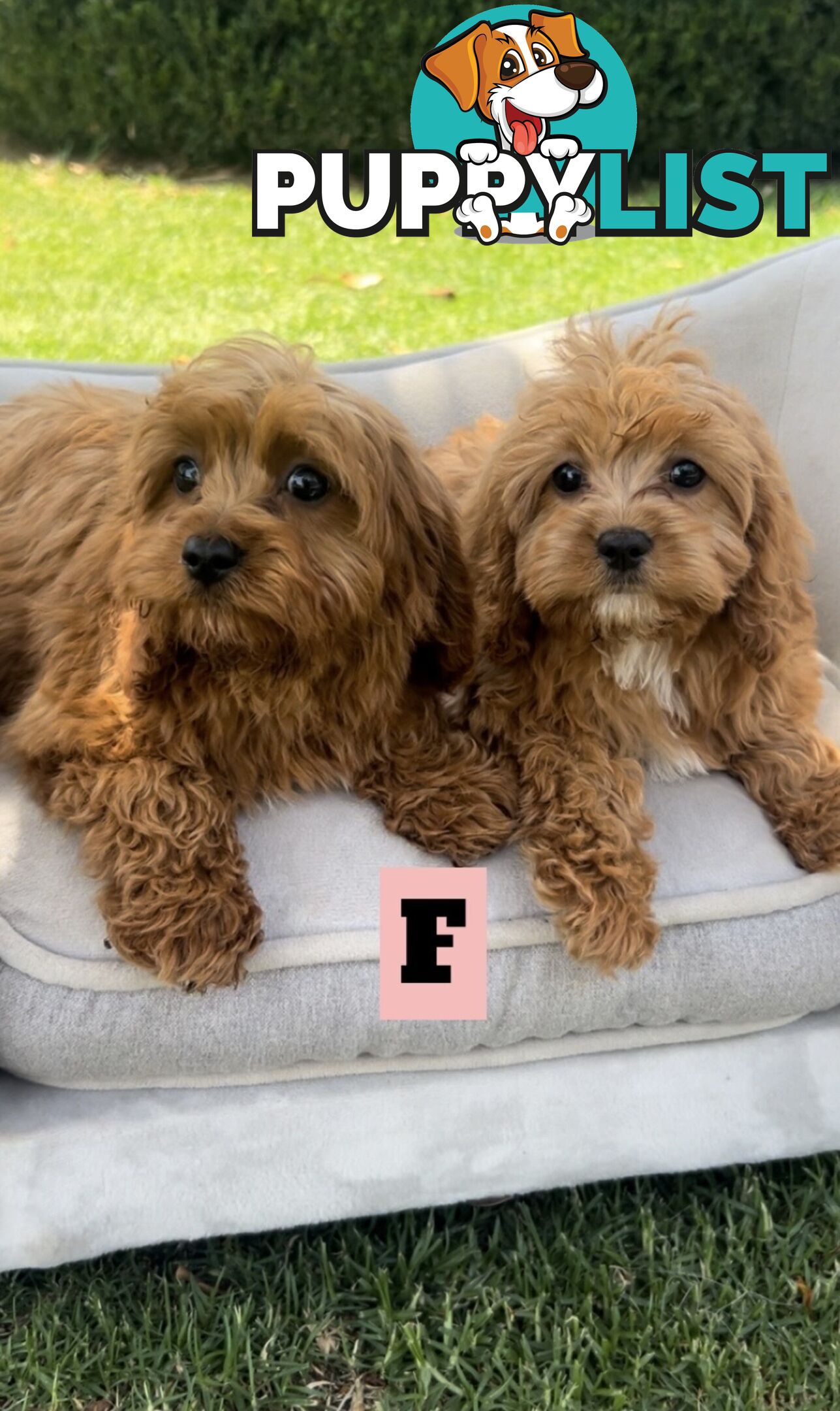 Red cavoodles