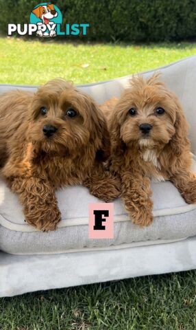 Red cavoodles