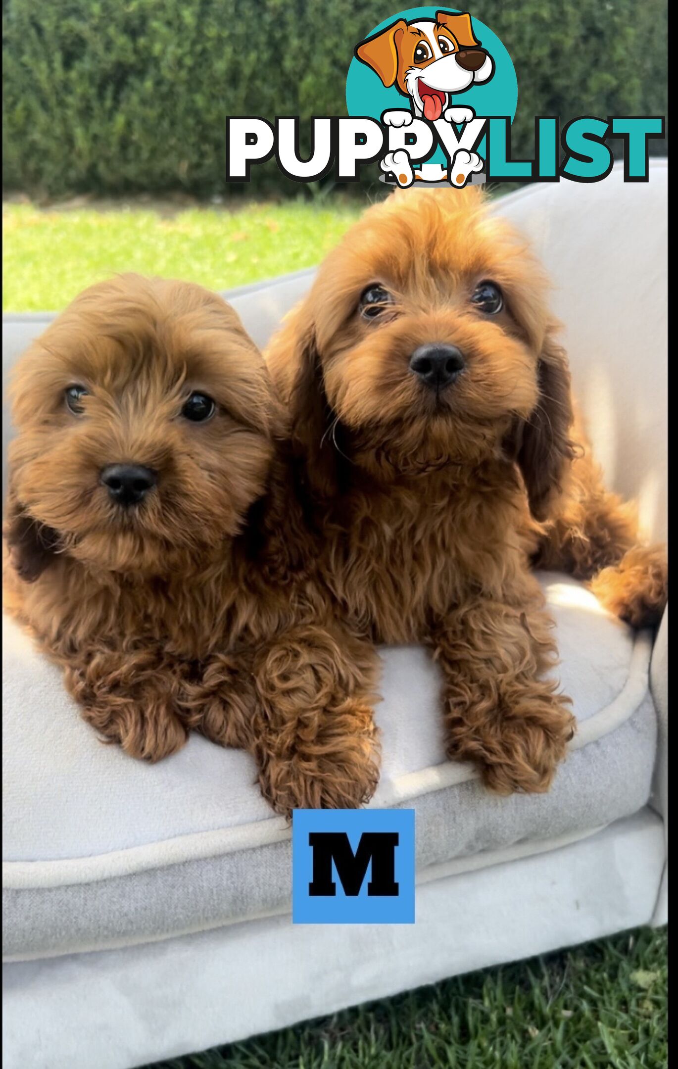 Red cavoodles