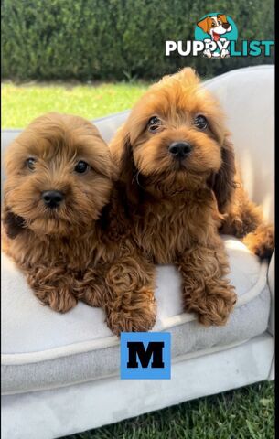 Red cavoodles