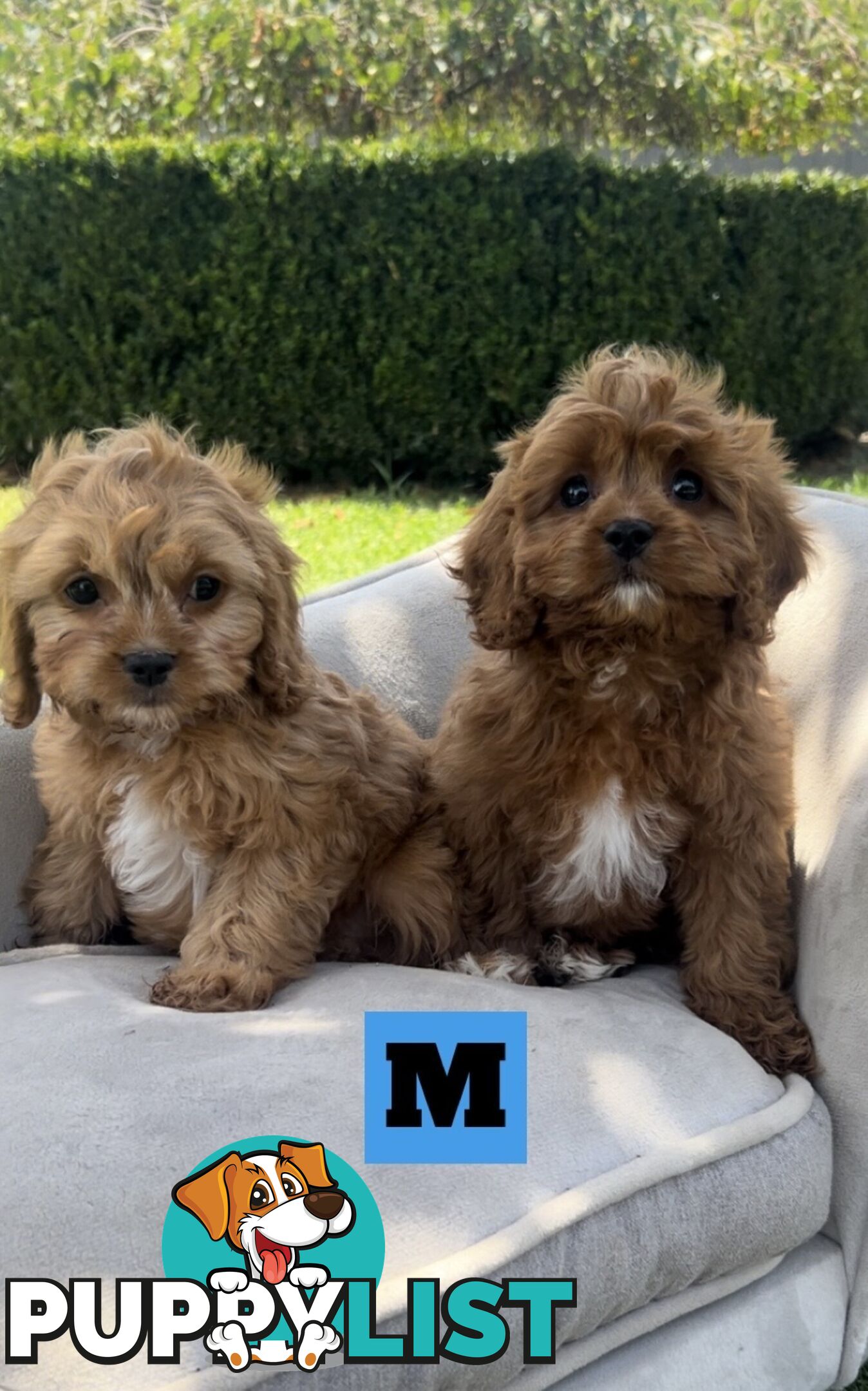 Red cavoodles