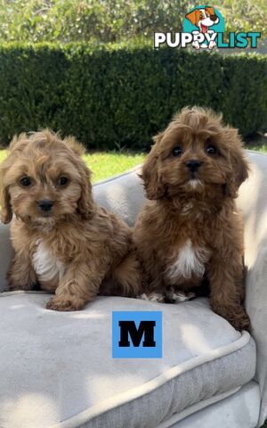 Red cavoodles