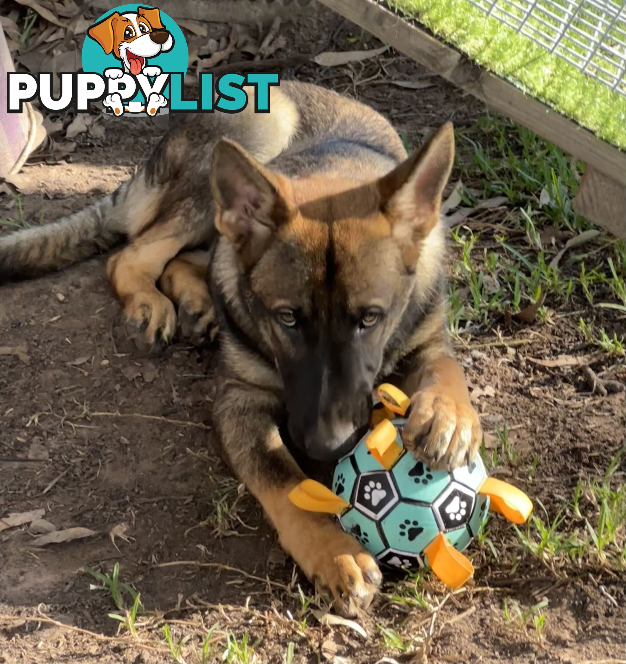 7mo Male German Shepherd pup Working Line