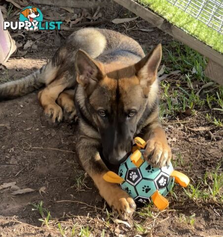 7mo Male German Shepherd pup Working Line