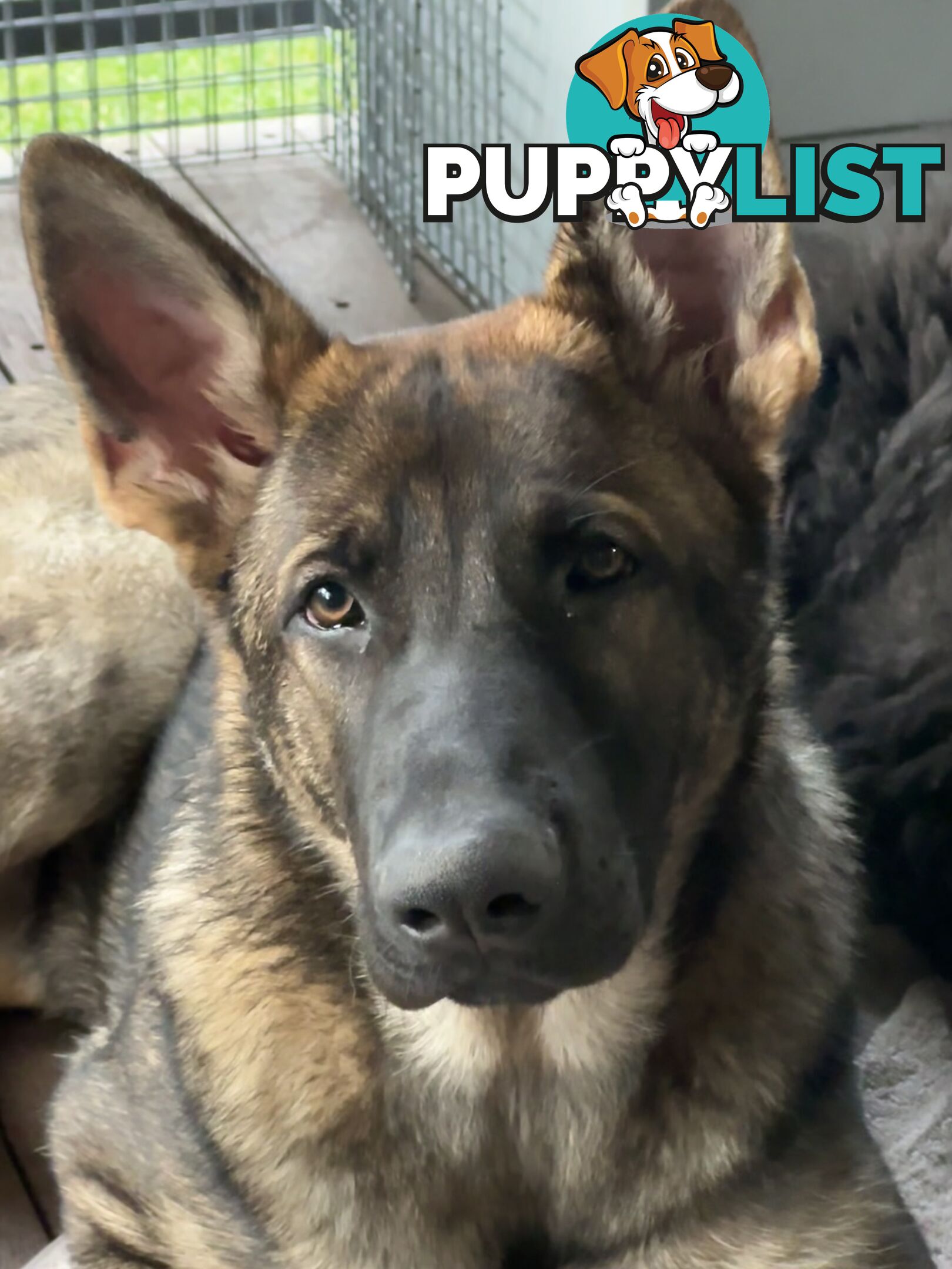7mo Male German Shepherd pup Working Line