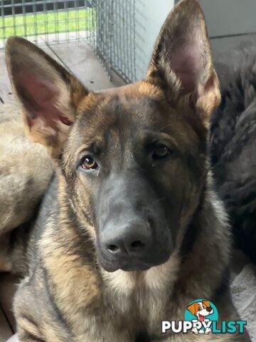 7mo Male German Shepherd pup Working Line