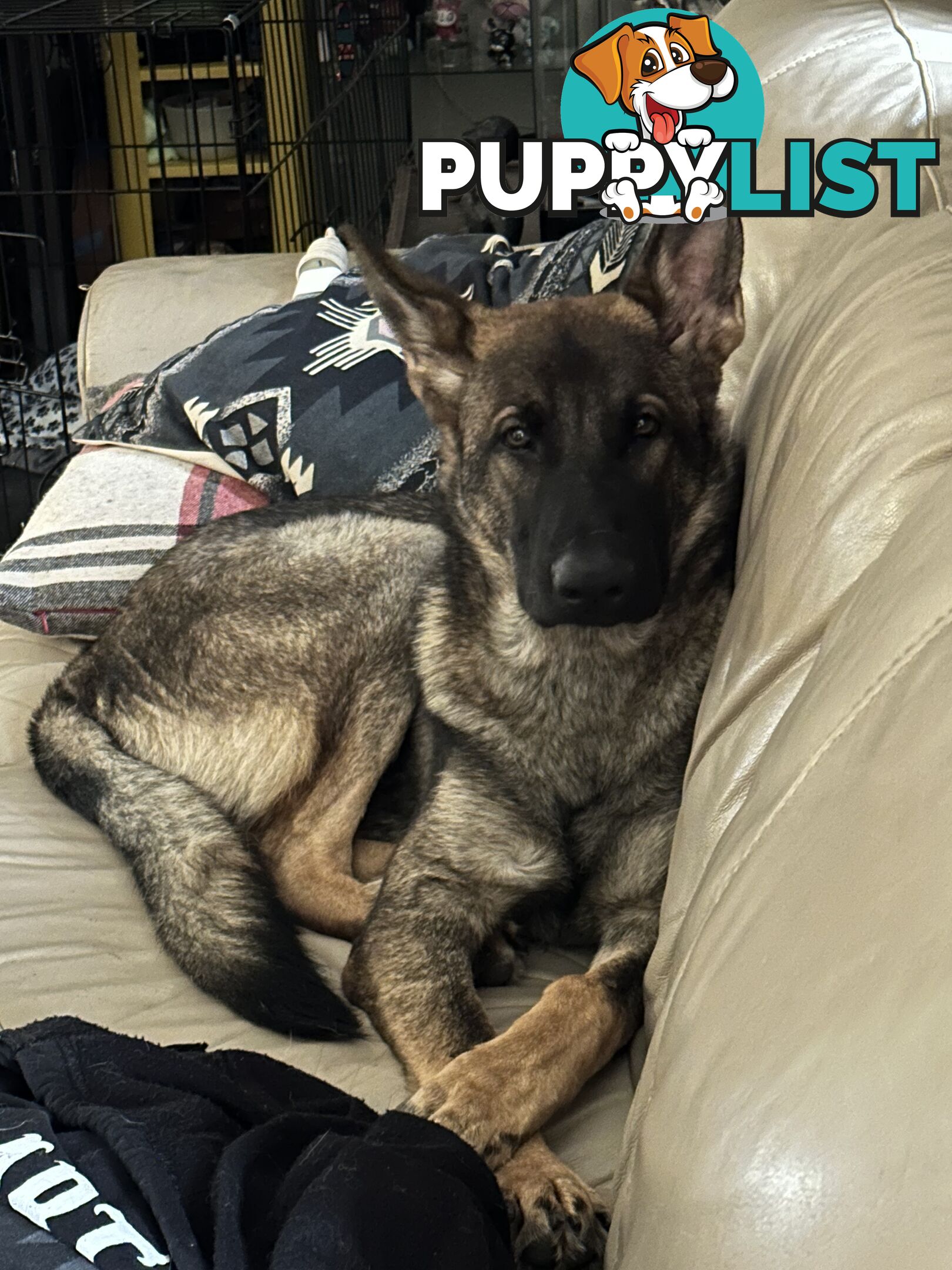 7mo Male German Shepherd pup Working Line