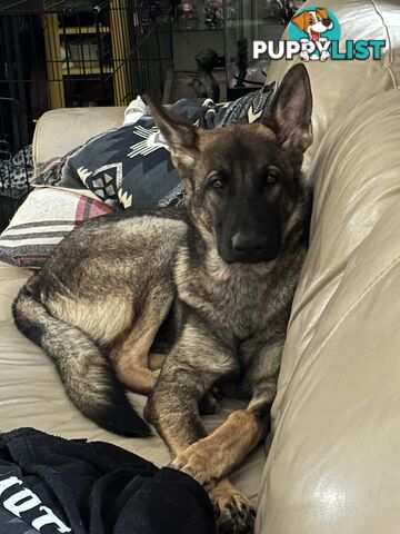 7mo Male German Shepherd pup Working Line