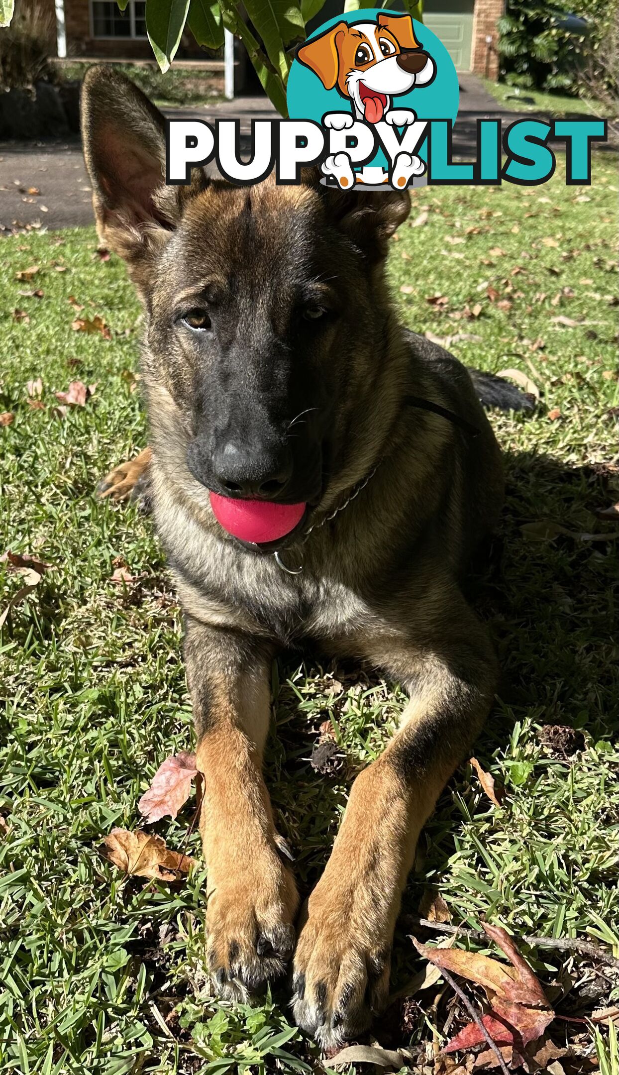7mo Male German Shepherd pup Working Line