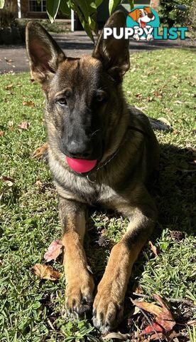 7mo Male German Shepherd pup Working Line