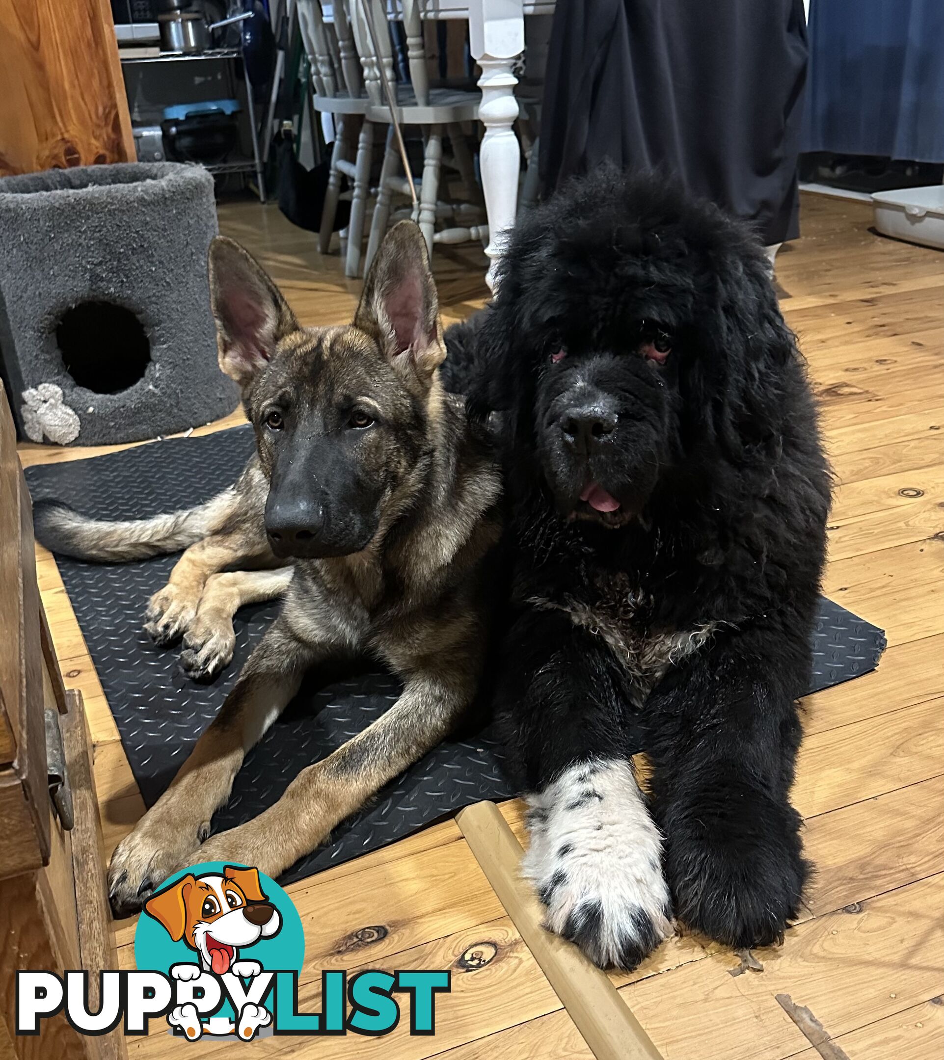 7mo Male German Shepherd pup Working Line