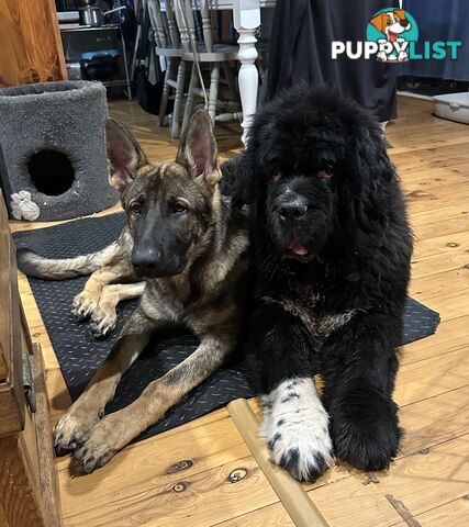 7mo Male German Shepherd pup Working Line