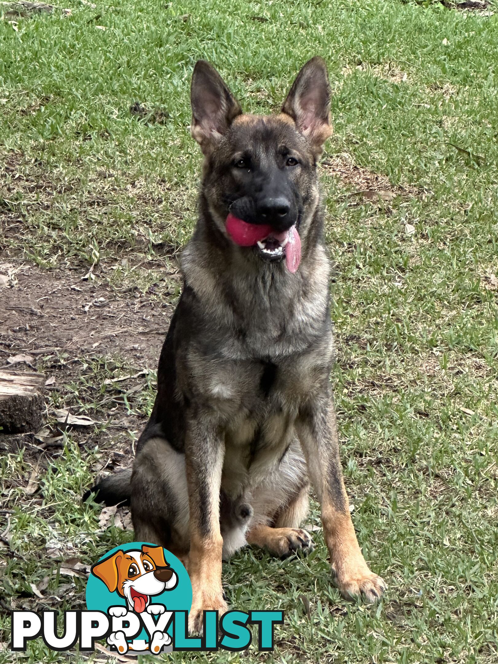 7mo Male German Shepherd pup Working Line