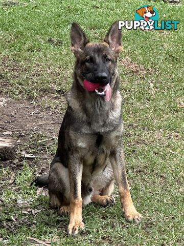 7mo Male German Shepherd pup Working Line