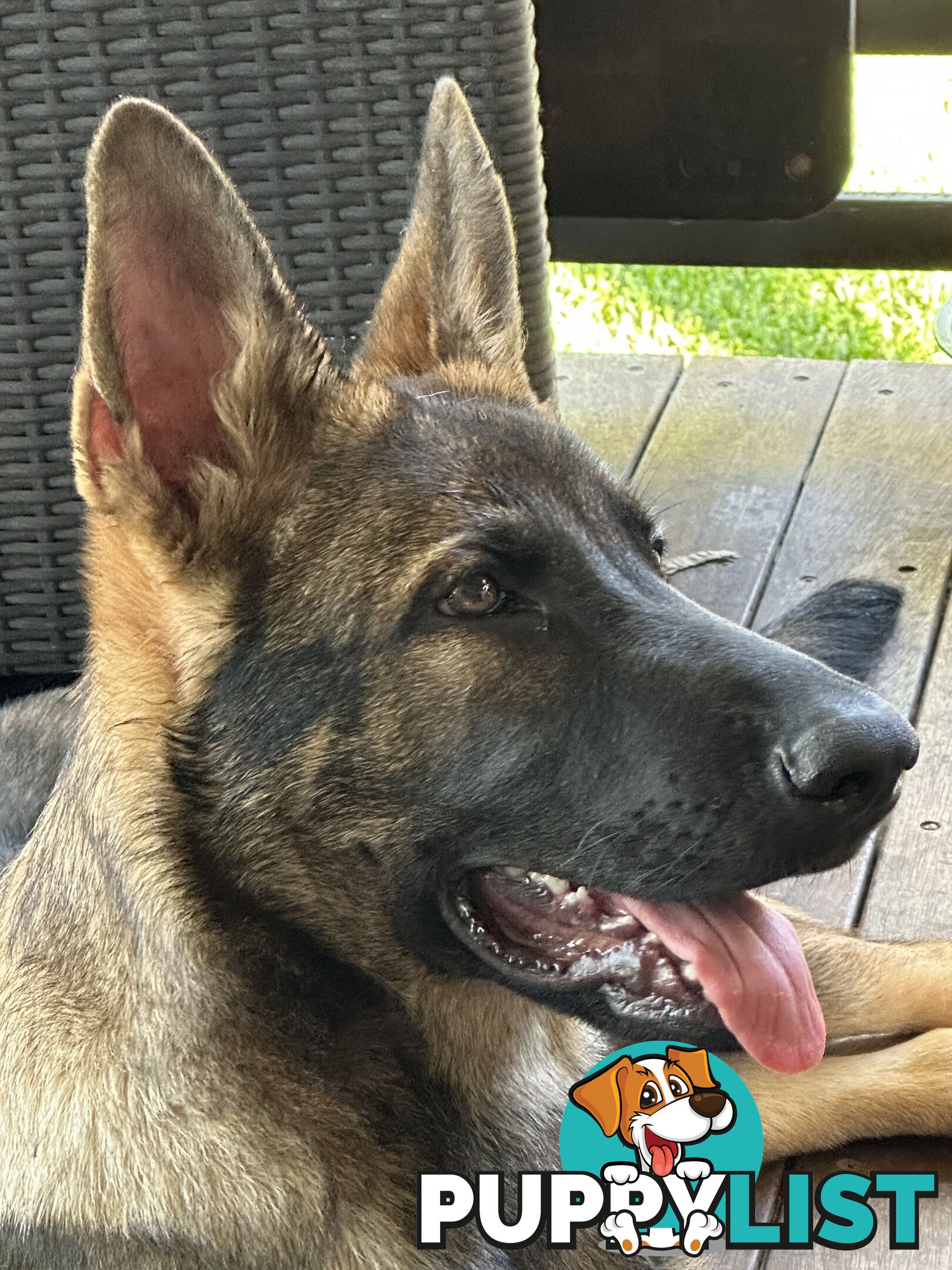 7mo Male German Shepherd pup Working Line