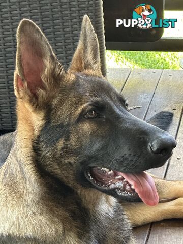 7mo Male German Shepherd pup Working Line