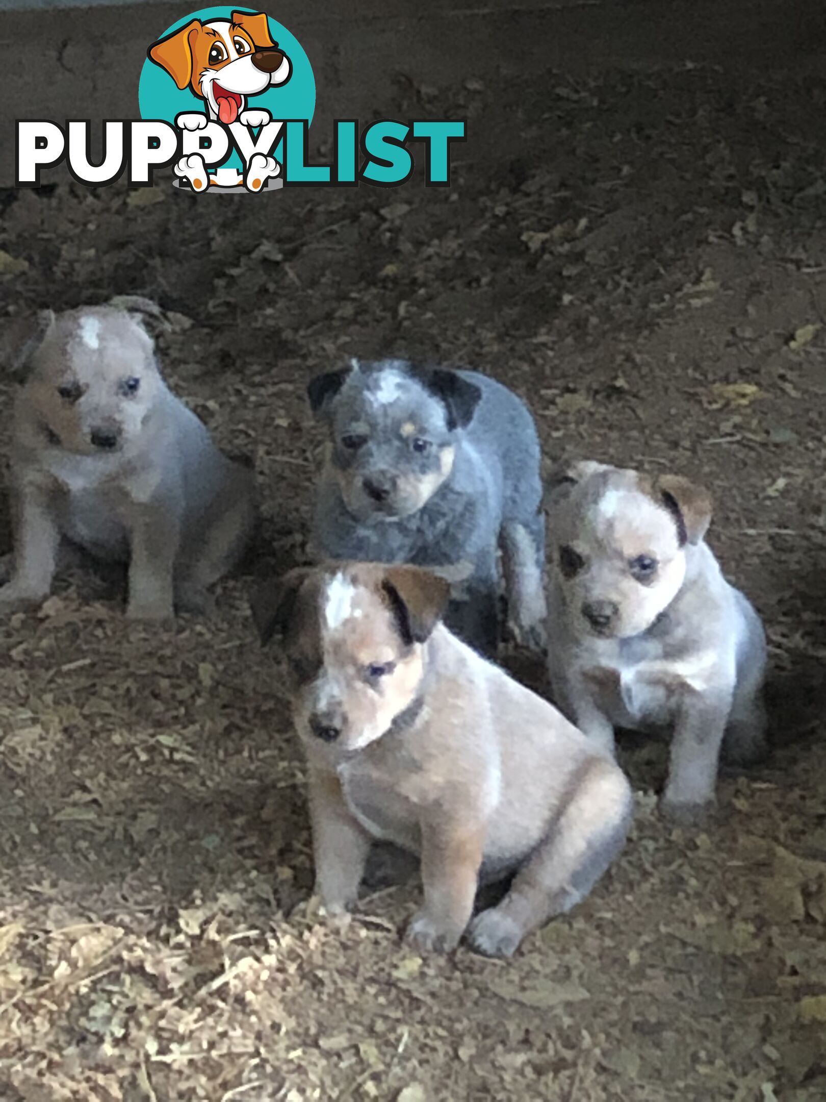 Heeler puppies