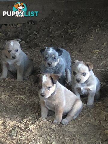 Heeler puppies