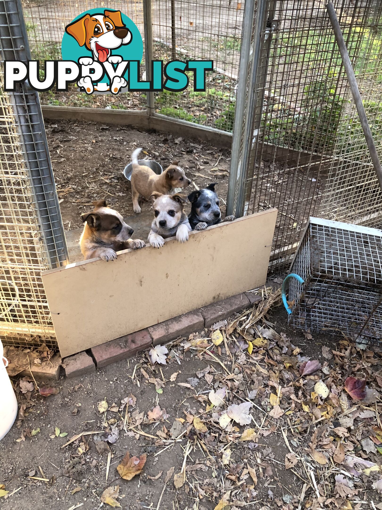 Heeler puppies