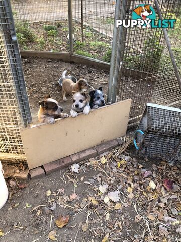 Heeler puppies