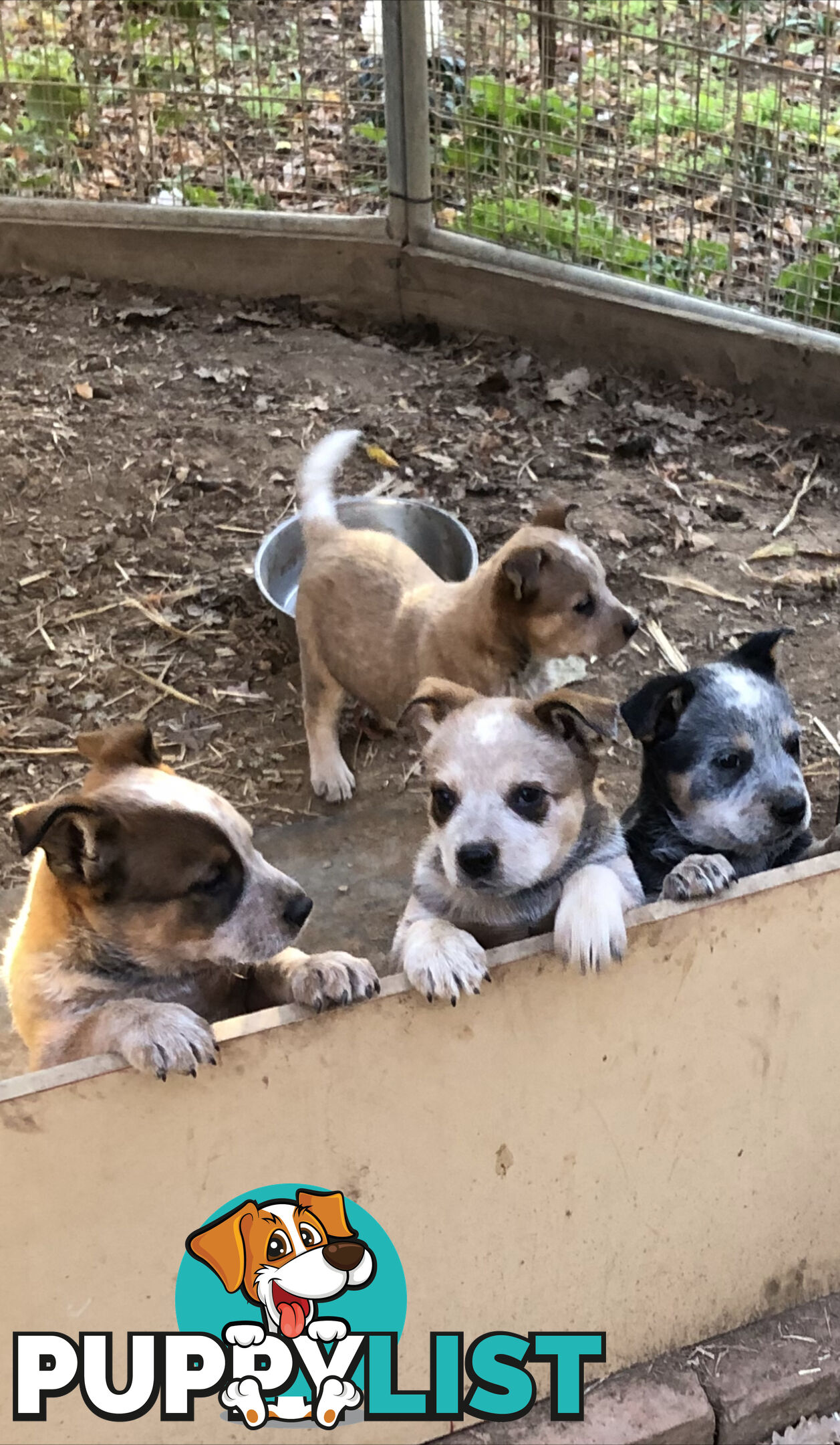 Heeler puppies