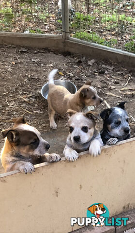 Heeler puppies