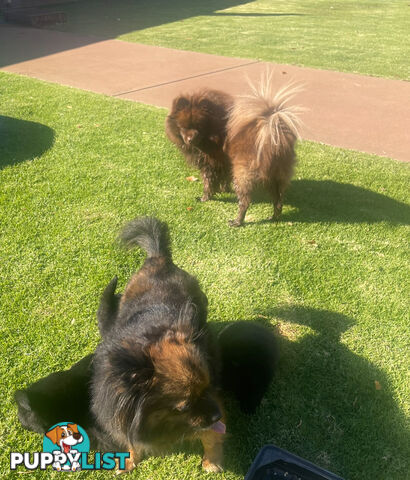Chitz. German spits cross Chihuahua.