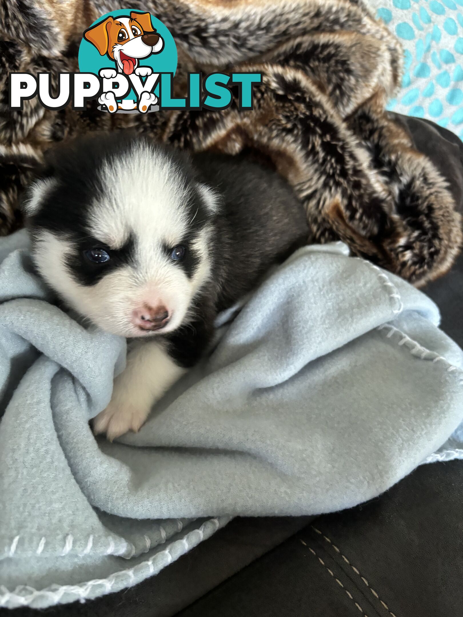 F4 Pomsky Puppies for Sale - 3 Available