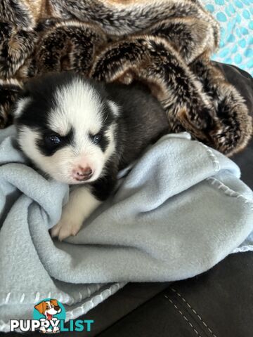 F4 Pomsky Puppies for Sale - 3 Available