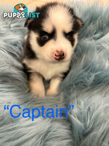 F4 Pomsky Puppies for Sale - 3 Available