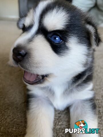 F4 Pomsky Puppies for Sale - 3 Available