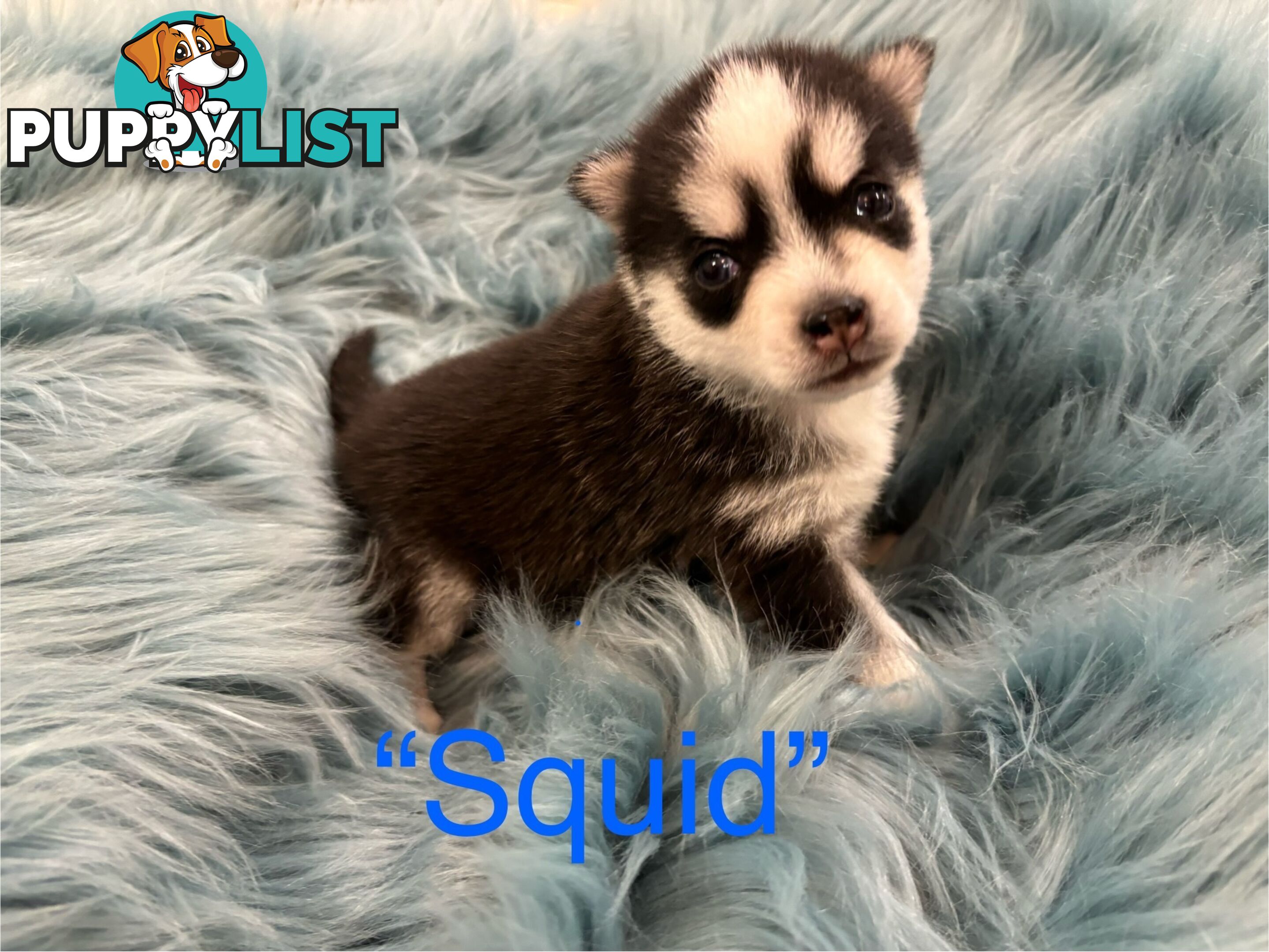 F4 Pomsky Puppies for Sale - 3 Available