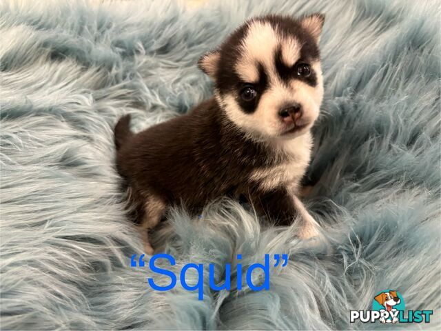 F4 Pomsky Puppies for Sale - 3 Available