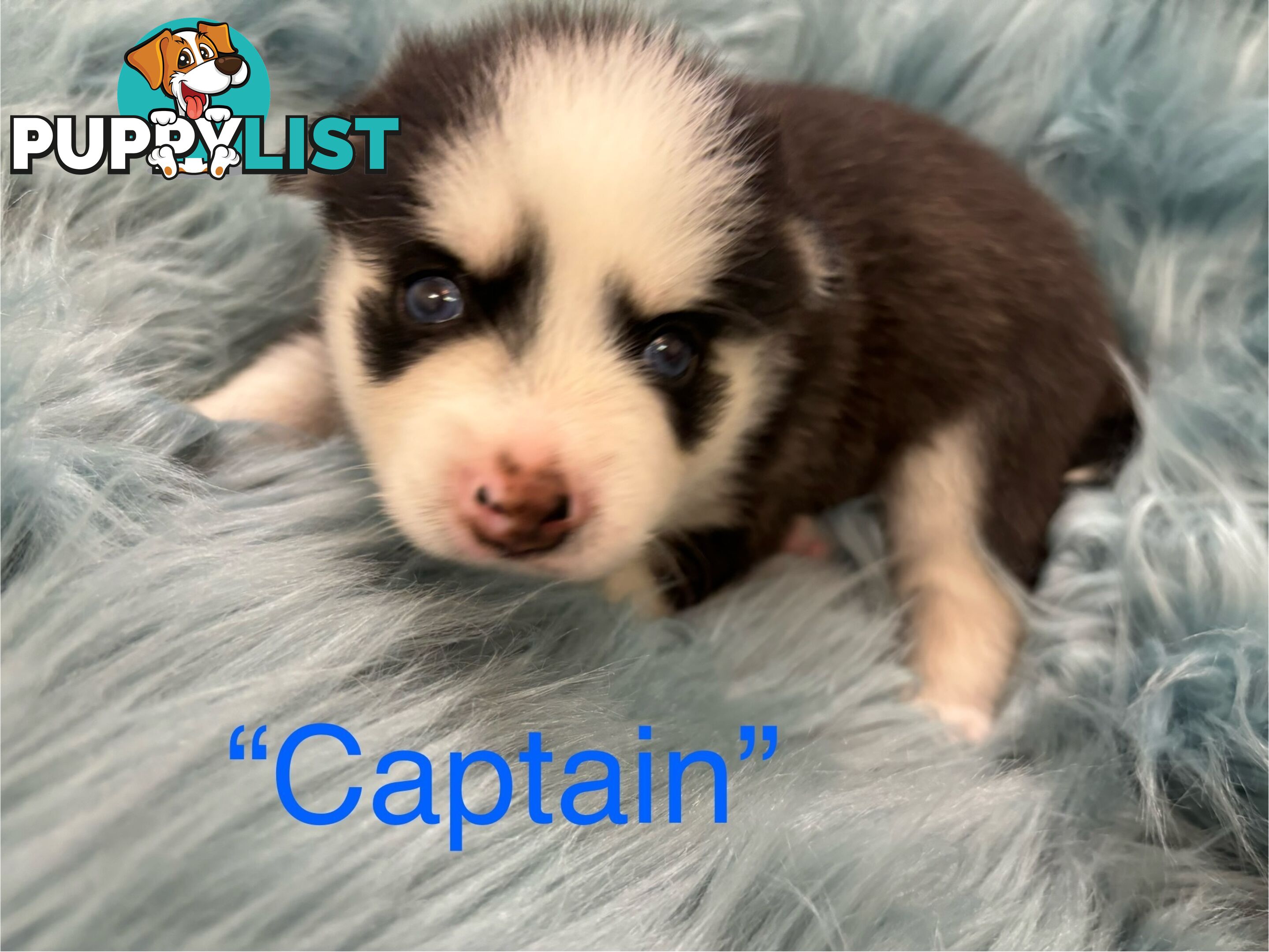 F4 Pomsky Puppies for Sale - 3 Available